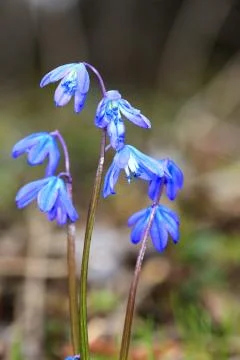 Wild flowers in spring forest Stock-Fotos