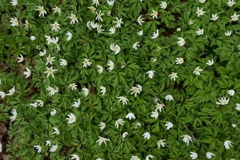 Wild flowers in spring forest. Foto stock