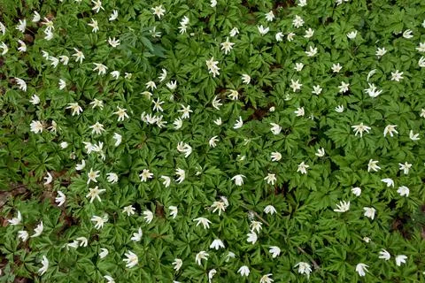 Wild flowers in spring forest. Stockfoto's