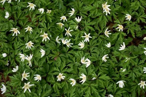 Wild flowers in spring forest. Stock-Fotos