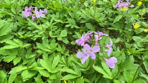 Wild flowers in spring on a meadow or in a forest. Nature and spring concept. Stock Footage 262245173