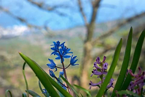 Wild flowers in the spring in the mountains. Stock Photos