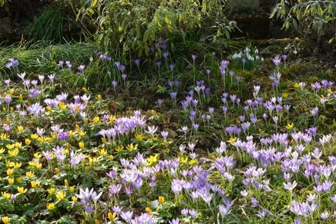 Wild flowers in spring Stock Photos