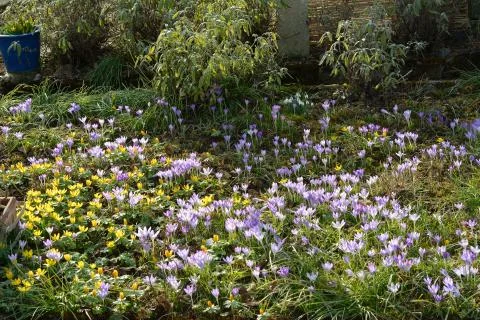 Wild flowers in spring Stock Photos