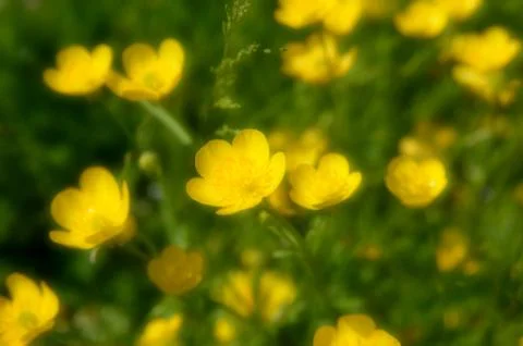 Wild flowers in spring Stock Photos