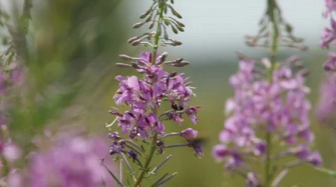 Wild flowers. Summer. Video stock 851458