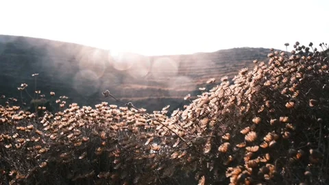 Wild flowers with sun flare effect Nature field background with sun flare. Stock Footage 151056293