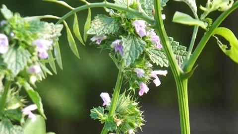 Wild flowers in the sun Video stock 312507509