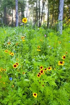 Wild flowers at sunset Stock Photos