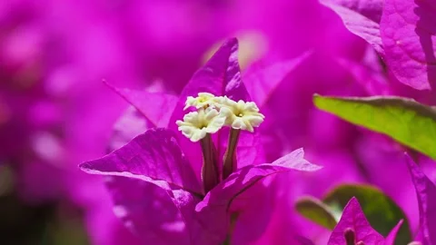 Wild flowers in sunshine in forest Vidéo 132296521