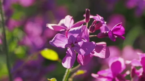 Wild flowers in sunshine in forest Stock Footage 132297673