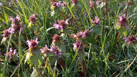 Wild flowers sway from the wind. Stock Footage 90494970