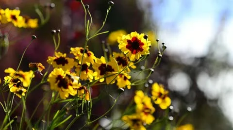 Wild Flowers swaying in the wind Stock Footage 11839005