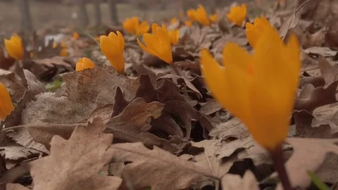 Wild Flowers Swing With Wind, Slow Motion, HD Stock Footage 125451032