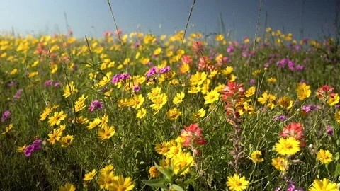 Wild Flowers of Texas Video stock 106260363