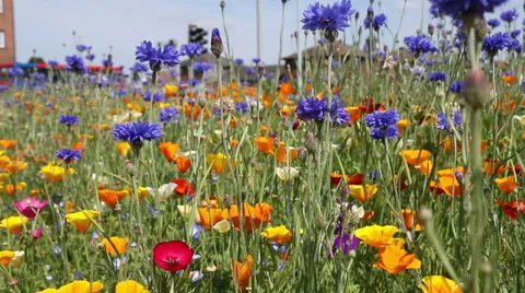 Wild flowers with traffic in background Stock Footage 51343078