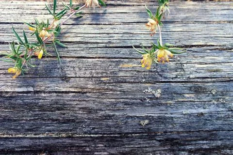 Wild flowers on a tree trunk without bark Stock Photos