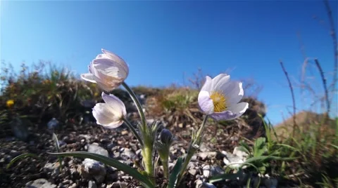 Wild flowers trembling in the wind Stock Footage 50283832