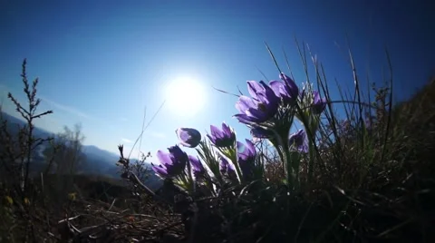 Wild flowers trembling in the wind Stock Footage 50283848