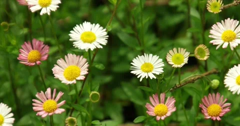 Wild flowers of Uluguru Mt. Stock Footage 159348440