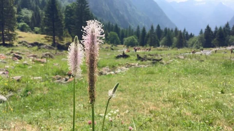 Wild flowers in a valley Stock Footage 119018561