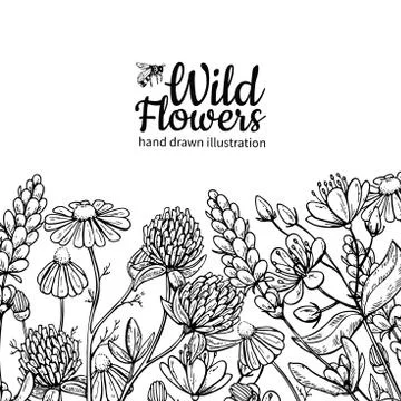 Wild flowers vector drawing set. Isolated meadow plants and leaves Stock Illustration