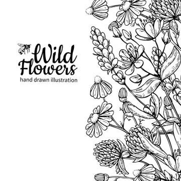 Wild flowers vector drawing set. Isolated meadow plants and leaves Stock Illustration