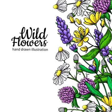 Wild flowers vector drawing set. Isolated meadow plants and leaves. Herbal .. Stock Illustration
