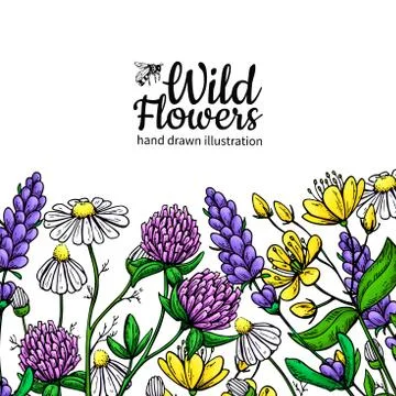 Wild flowers vector drawing set. Isolated meadow plants and leaves. Herbal .. Stock Illustration