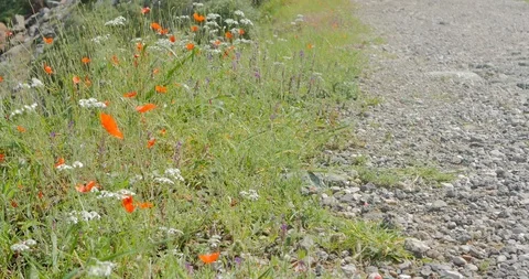 Wild flowers by the walking path Stock Footage 90175789