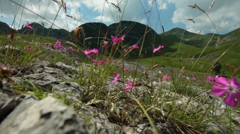 Wild flowers waving at wind in high mountains Stock Footage 64774971
