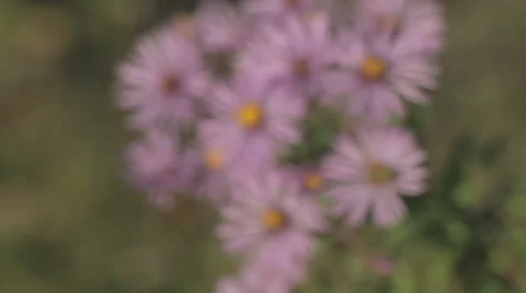 Wild Flowers In The Wind 1a Stock-Footage 8834952
