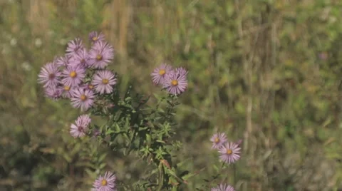 Wild Flowers In The Wind 1b Stock-Footage 8835007