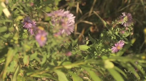 Wild Flowers In The Wind 2 Stock-Footage 8834987