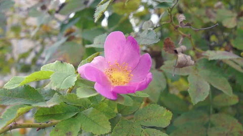 Wild flowers in the wind (4) Vidéo 42127703