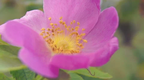 Wild flowers in the wind (5) Vidéo 42127722