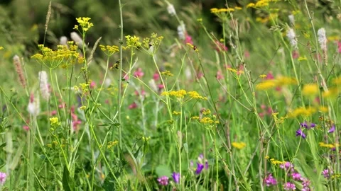 Wild flowers in the wind 60fps Stock Footage 157732007