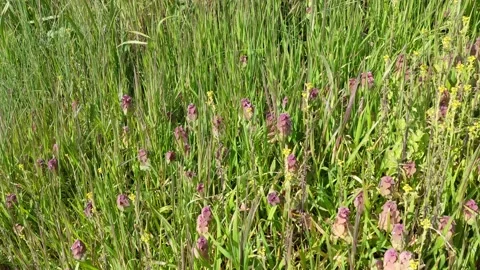 Wild flowers in the wind at Cattle Point Stock Footage 190824887