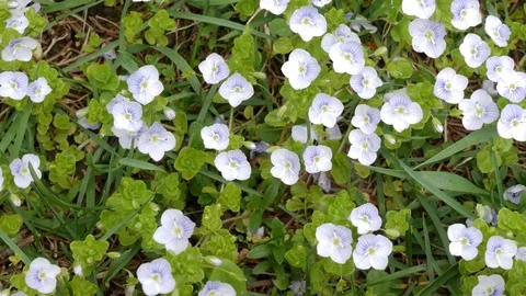 Wild flowers in the wind in the field. Stock Footage 77007558