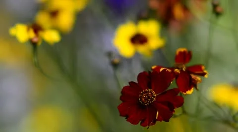 Wild flowers in the wind Stock Footage 11858335
