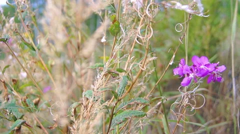 Wild flowers in the wind 스톡 동영상 42127753