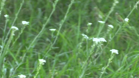 Wild flowers in the wind Video stock 209642262