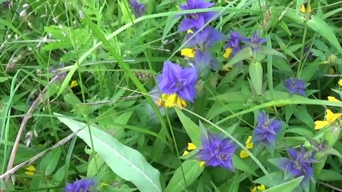 Wild flowers wood cow. Melampyrum nemorosum in the summer meadow Stock Footage