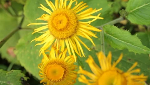 Wild flowers in the woods Stock Footage 8652810