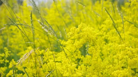 Wild flowers yellow Video stock 45805120