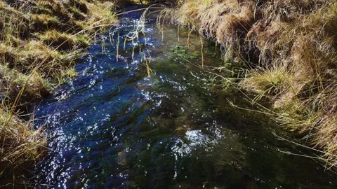 Wild, flowing creek surrounded by dry reeds and moss Stock Footage 342735797