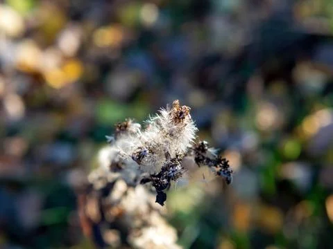Wild fluffy grass in the field Stock Photos