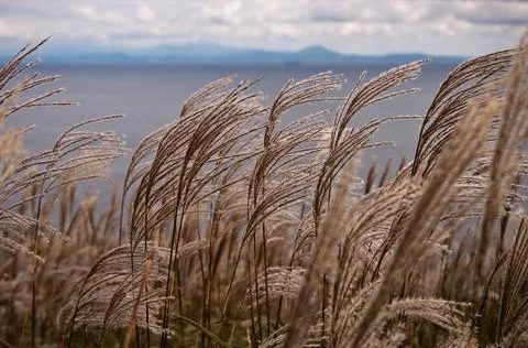 Wild fluffy grass with spikelets smoothly swinging in wind, summer and autumn Stock Photos