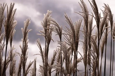 Wild fluffy grass with spikelets smoothly swinging in wind, summer and autumn Stock Photos