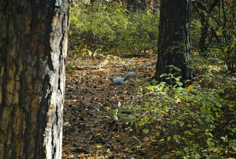 Wild fluffy gray squirrel in the dense thicket of the forest looking for food Stock Photos